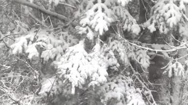 雪堆杉树树枝